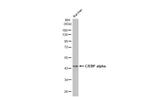 C/EBP alpha Antibody in Western Blot (WB)