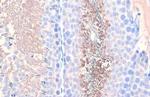 PGK1/PGK2 Antibody in Immunohistochemistry (Paraffin) (IHC (P))