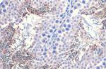 PGK1/PGK2 Antibody in Immunohistochemistry (Paraffin) (IHC (P))