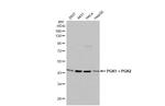 PGK1/PGK2 Antibody in Western Blot (WB)