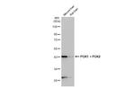 PGK1/PGK2 Antibody in Western Blot (WB)