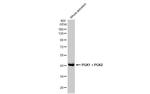 PGK1/PGK2 Antibody in Western Blot (WB)