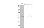 HO-1 Antibody in Western Blot (WB)