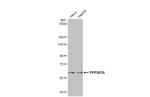 PPP2R1A Antibody in Western Blot (WB)