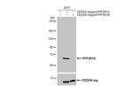 PPP2R1A Antibody in Western Blot (WB)