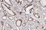 Epo Antibody in Immunohistochemistry (Paraffin) (IHC (P))