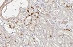 Epo Antibody in Immunohistochemistry (Paraffin) (IHC (P))