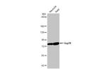 GRP78 Antibody in Western Blot (WB)