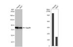 GRP78 Antibody in Western Blot (WB)