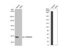 CYP27A1 Antibody in Western Blot (WB)