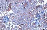 CYP27A1 Antibody in Immunohistochemistry (Paraffin) (IHC (P))