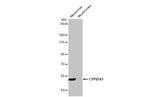 CYP27A1 Antibody in Western Blot (WB)