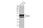 CaMKII Pan Antibody in Western Blot (WB)