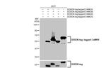 CaMKII Pan Antibody in Western Blot (WB)