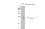 Calmodulin binding peptide Antibody in Western Blot (WB)