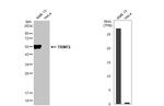 TRIM72 Antibody in Western Blot (WB)