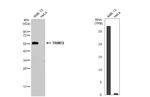 TRIM72 Antibody in Western Blot (WB)