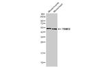 TRIM72 Antibody in Western Blot (WB)