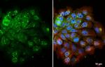 IL-18 Antibody in Immunocytochemistry (ICC/IF)