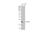 IL-18 Antibody in Western Blot (WB)