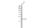 IL-18 Antibody in Western Blot (WB)