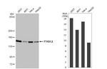 YTHDC2 Antibody in Western Blot (WB)