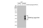 RAI3 Antibody in Western Blot (WB)