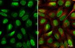 YAP1 Antibody in Immunocytochemistry (ICC/IF)