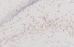 Ataxin 2 Antibody in Immunohistochemistry (Paraffin) (IHC (P))