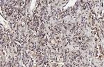 Ataxin 3 Antibody in Immunohistochemistry (Paraffin) (IHC (P))