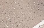 Ataxin 3 Antibody in Immunohistochemistry (Paraffin) (IHC (P))