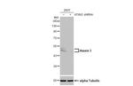 Ataxin 3 Antibody in Western Blot (WB)