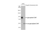 CD97 Antibody in Western Blot (WB)