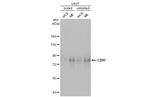 CD97 Antibody in Western Blot (WB)