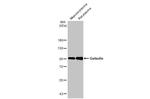 Gelsolin Antibody in Western Blot (WB)