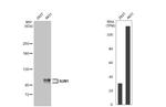 UNC84A Antibody in Western Blot (WB)