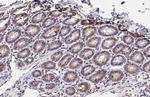 FCGR2B Antibody in Immunohistochemistry (Paraffin) (IHC (P))