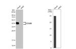 FCGR2B Antibody in Western Blot (WB)