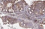 Apolipoprotein B Antibody in Immunohistochemistry (Paraffin) (IHC (P))