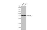 PCNA Antibody in Western Blot (WB)