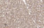 FAH Antibody in Immunohistochemistry (Paraffin) (IHC (P))