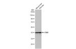 FAH Antibody in Western Blot (WB)