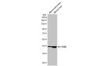 FAH Antibody in Western Blot (WB)