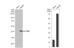 FAH Antibody in Western Blot (WB)