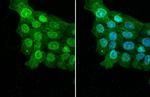 ELAVL2 Antibody in Immunocytochemistry (ICC/IF)