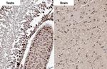 ELAVL2 Antibody in Immunohistochemistry (Paraffin) (IHC (P))