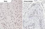 ELAVL2 Antibody in Immunohistochemistry (Paraffin) (IHC (P))