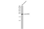 IGF2 Antibody in Western Blot (WB)