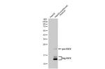 IGF2 Antibody in Western Blot (WB)