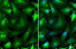 ASCT2 Antibody in Immunocytochemistry (ICC/IF)